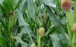 迪卡288玉米種子特征特性，適宜播種期4月下旬至5月上旬