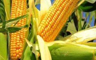 哈育887玉米品種簡(jiǎn)介，種植密度不宜過(guò)大