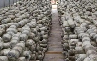 金針菇的種植方法，菌袋適合放置在20-25℃培育室內(nèi)