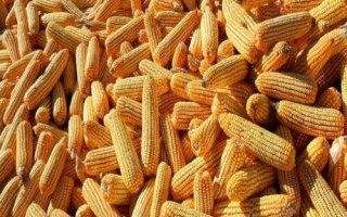 恩試118玉米種子特征特性，二高山地區(qū)4月中旬播種