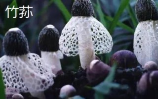 南方適合種植哪些菇類，竹蓀、黑木耳、草菇等