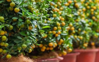 橙子樹盆栽從未結(jié)過果實(shí)的原因，不良天氣、養(yǎng)分不足等都會(huì)導(dǎo)致