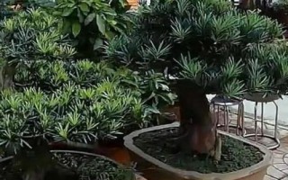 怎么養(yǎng)殖羅漢松，生長期每隔1-2個月追施一次肥料