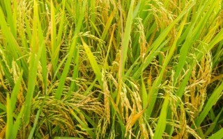 陵兩優(yōu)4024水稻品種的特性，該品種屬兩系雜交遲熟早稻