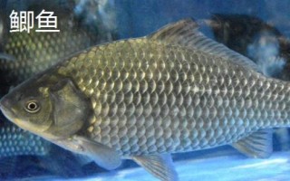 常見的魚類品種，大部分均為淡水魚