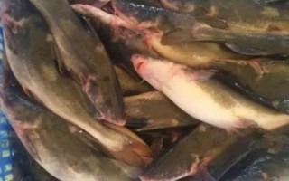 釣江團(tuán)的技巧，夏季、初秋等氣溫高的晚上是作釣的黃金時(shí)間