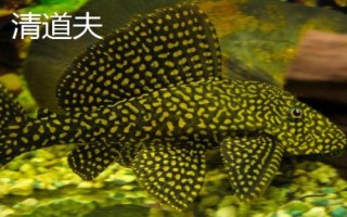三湖慈鯛能與什么魚混養(yǎng)，可與三湖的雜鯛混養(yǎng)
