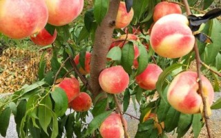 冰糖蜜桃苗的價(jià)格，在2-6元一株左右