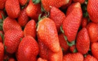 草莓苗什么品種好，這3種是品質(zhì)優(yōu)的大果型品種