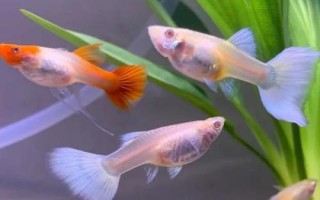 草尾孔雀魚好養(yǎng)嗎，屬于比較好養(yǎng)的觀賞魚