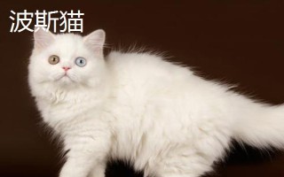 梁老財(cái)是什么貓，是一只加菲貓