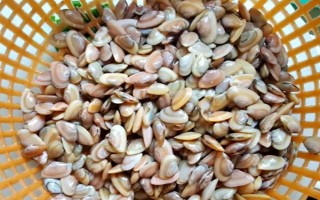 海瓜子怎么養(yǎng)殖，排干水塘再將種苗均勻撒在塘面上