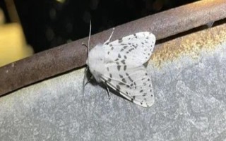 美國白蛾相關(guān)介紹，一生會經(jīng)歷蟲卵、幼蟲、蟲蛹、成蟲這4個時期