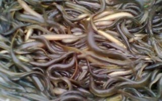 泥鰍會(huì)咬人嗎，當(dāng)生命受到了威脅也會(huì)咬人