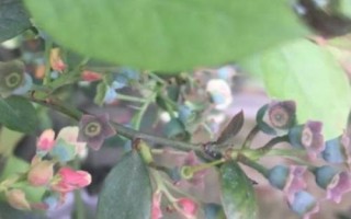 藍(lán)莓花葉病如何防治，該病不是每年都會發(fā)生