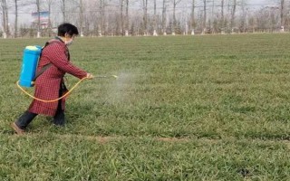 冬小麥常用哪些除草劑，分為防治闊葉草、禾本科草等類型