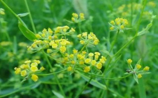 柴胡需要施什么肥，建議施用多元素復合肥料和氮磷肥料
