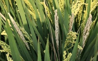 新兩優(yōu)6380水稻種子特征特性，一般5月上旬播種