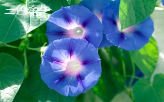 牽牛花的簡(jiǎn)介，屬于一年生纏繞草本植物