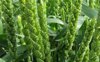 黔麥19號(hào)小麥種子簡(jiǎn)介，播種行距0.30～033厘米