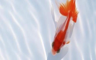 金魚頭瘤破的原因，一般是魚群互斗導(dǎo)致的