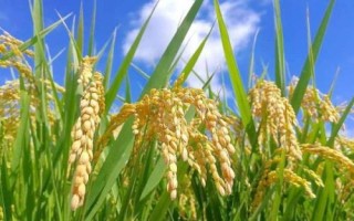 特優(yōu)919水稻種子特征特性，因該品種穗大粒多