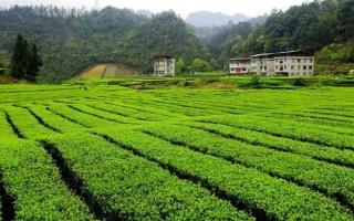 怎么防治茶輪斑病，茶園應(yīng)避免捋采或強采