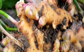生姜的病蟲害防治方法，可增施鉀肥防治
