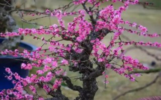 梅花盆景枝干的原因及處理方法，水分不足、光照過強等都會導(dǎo)致