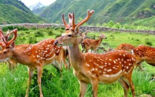梅花鹿生活在什么地方，主要生活在森林的邊緣和山地草原地