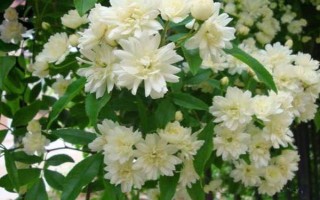 為什么木香花不能種，是由于其耐寒性較差
