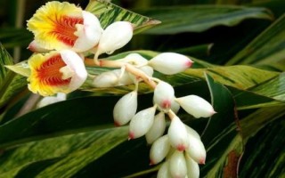 豆蔻的價(jià)格，不同的種類(lèi)價(jià)格不同
