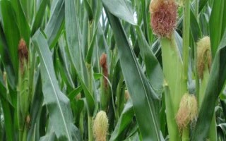 真金308玉米種子特征特性，花期每畝追施尿素10千克