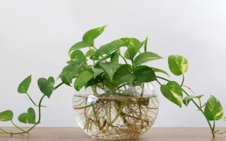 水養(yǎng)綠蘿加哪些肥料，加2-3滴營養(yǎng)液即可