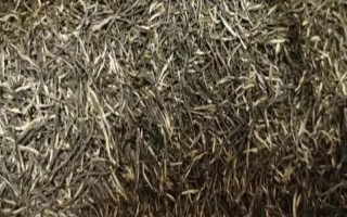 古丈毛尖的產(chǎn)地，產(chǎn)自湖南省武陵區(qū)古丈縣