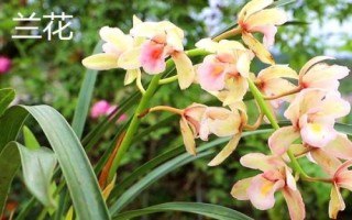 什么花是花中君子，非蘭花莫屬