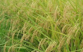 樂優(yōu)5號水稻種子簡介，綜合防治病蟲害