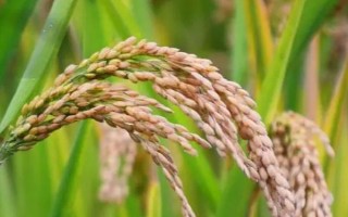 岫粳15號水稻種子特征特性，全生育期165～175天