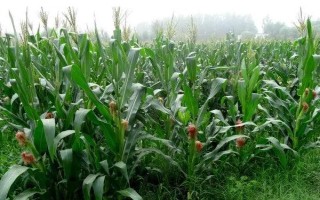 新玉105號(hào)玉米品種簡(jiǎn)介，畝密度6000株