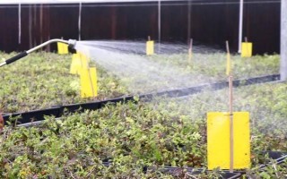 如何在家種植石斛，把枝條插入土中并澆水覆土