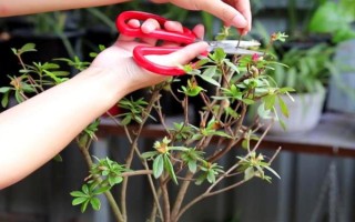 杜鵑花怎么修剪能開花爆盆，要在植株花期結(jié)束后進(jìn)行
