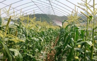 鐵研669玉米種子特點(diǎn)，在中等以上肥力土壤上栽培