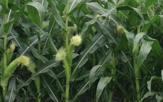 新丹001玉米種子介紹，遼寧省春播生育期130天