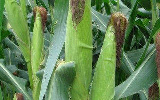 金科玉68玉米種子簡(jiǎn)介，平均生育期143.7天