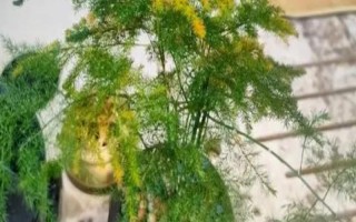 文竹長長藤的寓意，寓意著永恒