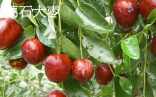 山東寧陽縣的特產(chǎn)，氣候四季分明