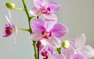 蝴蝶蘭的養(yǎng)殖方法，生長(zhǎng)期對(duì)養(yǎng)分需求量較大
