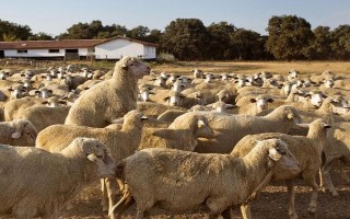 羊怎么配種，以自然交配、人工授精為主
