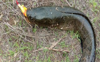 路亞黑魚適合用哪種調(diào)性的魚竿，H或XH硬度的雷強竿是適宜選擇