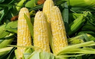 GK2109玉米品種簡介，中抗大斑病